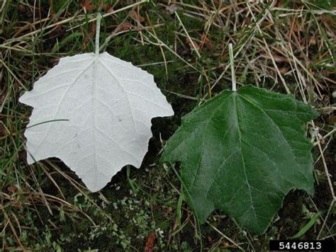 White poplar | Vermont Invasives