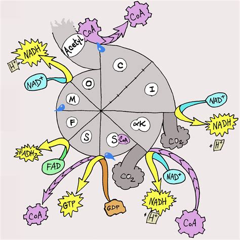 AP Biology Tutorblog: Krebs cycle - containing graphic content