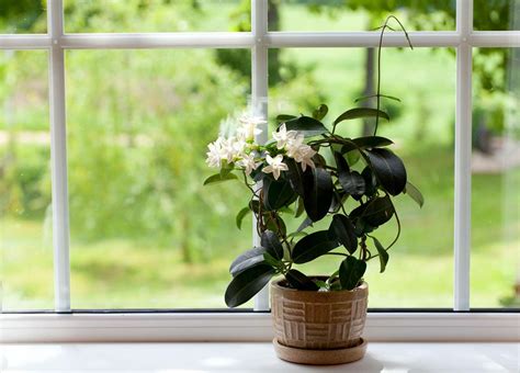 How to Grow Indoor Jasmine Plants | Martha Stewart