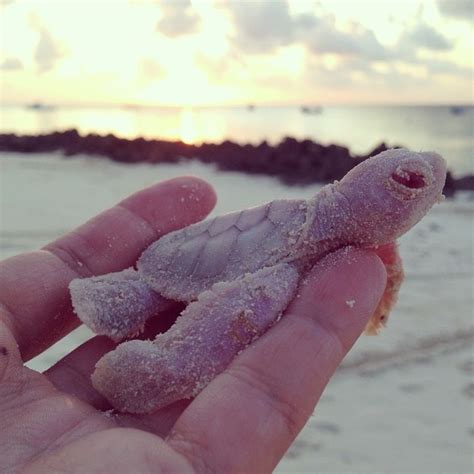 4 rare albino green sea turtles hatch in Mozambique - Africa Geographic