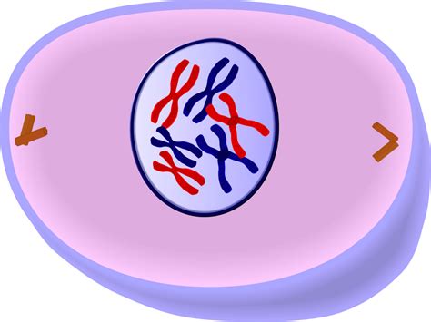 Prophase drawing - aussiemyte