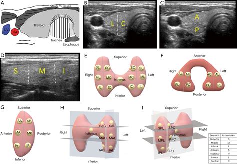 Where Is Thyroid Gland Located