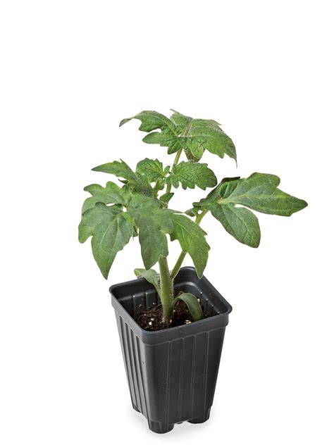 Bush 506 Tomato Plant - Tomato Seedlings for Sale | Gardener's Supply