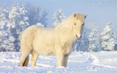 Horses In The Snow Wallpapers - Wallpaper Cave