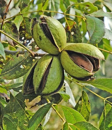 Northern Pecans: Pecan cultivars ripening in late October