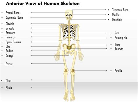 0514 Anterior View Of The Human Skeleton Medical Images For Powerpoint ...