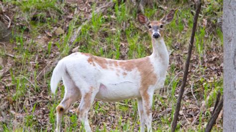 Albino, Piebald And Melanistic Deer Explained - eatingthewild.com