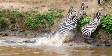 Zebra Predators: What Animals Eat Zebras? - Equine Desire