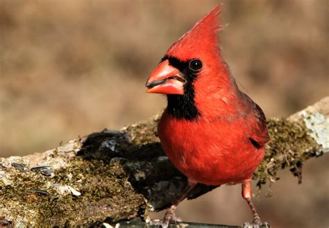 Male Cardinal Close-up Free Stock Photo - Public Domain Pictures