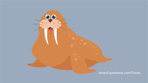 Wally the wandering walrus is given floating 'COUCH' to help him relax