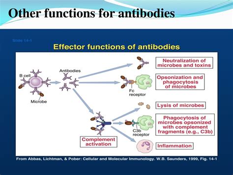 PPT - Lecture 4 and 5 Immunology Antigens and Antibody By Dr. Dalia ...