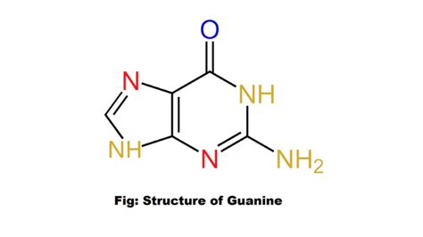 Guanine structure and function - Science Query