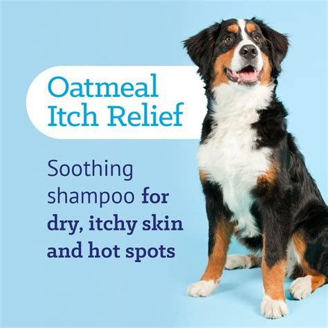 Dog Dandruff Treatment Home Remedies | thegoodhuman.com.au