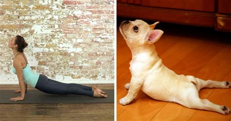 18 Cute Animals Showing You Some Yoga Poses | Bored Panda