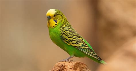 Budgerigar - Australian Geographic