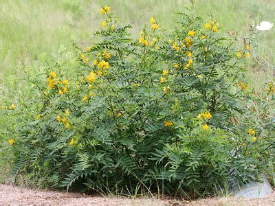 Senna hirsuta var. glaberrima - Woolly Senna, Slim-pod Senna - Southeastern Arizona Wildflowers ...