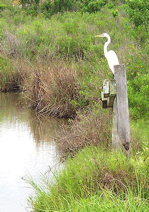 Estuaries, Salt Marshes, and Mangroves | Coastal marsh, Salt marsh ...