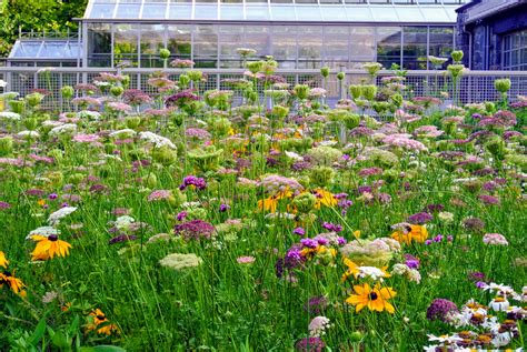 Late Summer Blooms in My Flower Garden - The Martha Stewart Blog