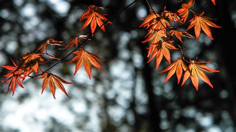 3840x2160 Autumn Leaves Orange 4k 4K ,HD 4k Wallpapers,Images,Backgrounds,Photos and Pictures