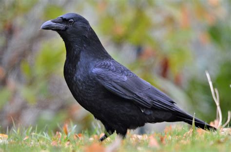 corbeau photo et image | france, animaux, portraits Images fotocommunity