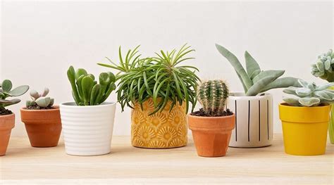 Terracotta vs. Ceramic Pots: Which is Better for Your Houseplants?