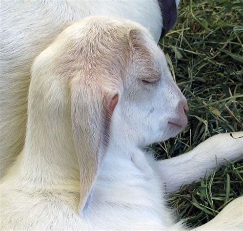 Sleeping goat | Sleeping animals, Animals, Sleepy animals