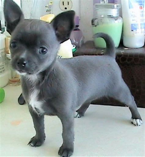 Pin by Tina Borges on ♥ⓕⓤⓡ ⓑⓐⓑⓘⓔⓢ♥ | Chihuahua puppies, Chihuahua dogs, Puppies