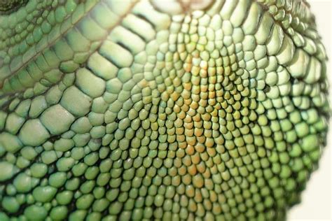 Lizard Scales Stock Photos, Images and Backgrounds for Free Download