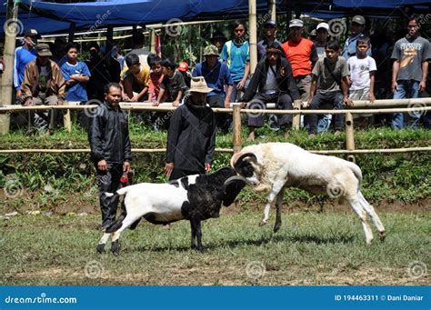 Bighorn Sheep Fighting Competition In Garut - Indonesia Editorial Photo | CartoonDealer.com ...