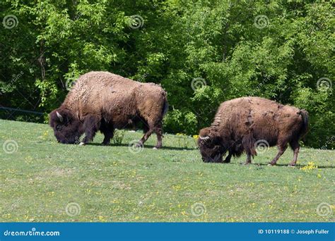 Bison Grazing stock photo. Image of shedding, brown, wildlife - 10119188