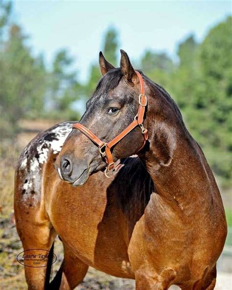 Rare Breed Nez Perce Stallion at Stud in Sage, Southern California ...