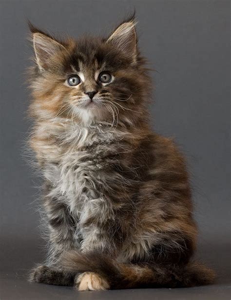 Maine Coon Bengal Mix Kittens For Sale | koratcapicturesny