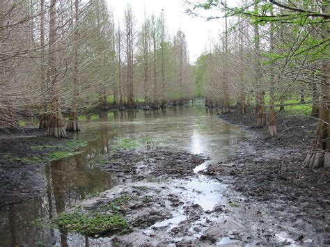 Gallery - Howard T. Odum Center for Wetlands