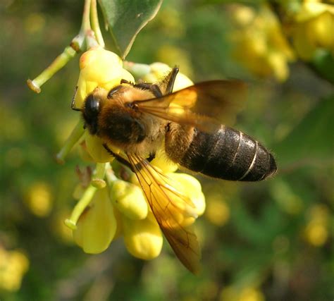 Apis dorsata laboriosa: The Himalayan Cliff Bee, its mad honey, and the ...