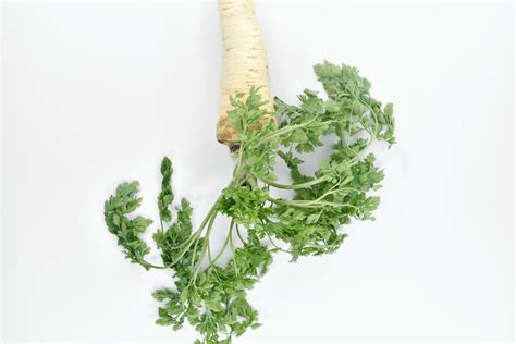 Free picture: vegetable, parsley, leaf, herb, fresh, food, ingredients ...