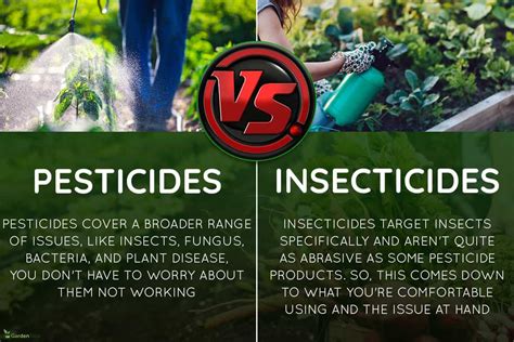 Pesticides Vs. Insecticide - Which Is Best For Your Home Vegetable Garden?