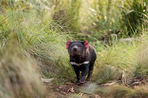 Tasmanian Devil Sound : Are Tasmanian Devils Dangerous, Maybe you would like to learn more about ...