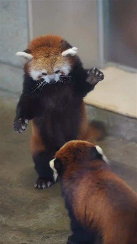 Red panda's are playing Together : r/redpandas