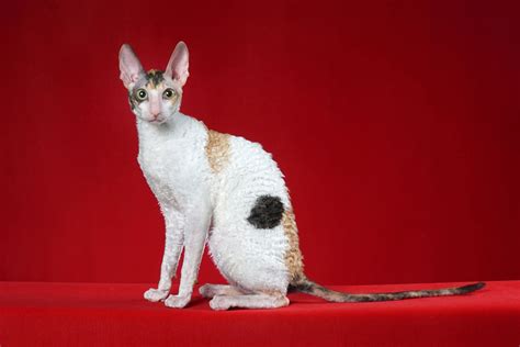 17 Cat Breeds That Don't Shed or Shed Less than Others (2022) I Discerning Cat