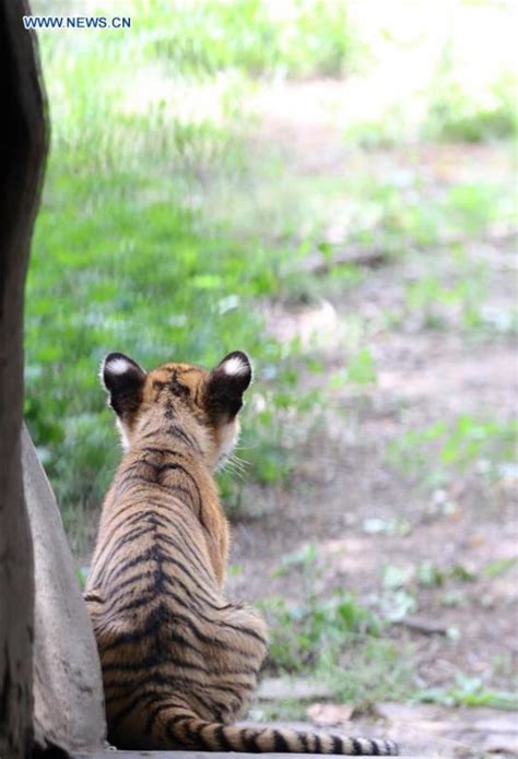 6 South China Tiger cubs allowed to meet public in China's Henan