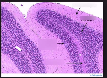 Purkinje Cells Histology