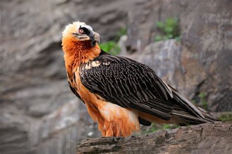 The Bearded Vulture - All You Need to Know About This Bone-Eating Bird