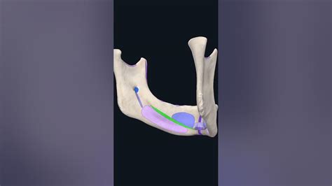 Mylohyoid Line of the Mandible #Shorts #Anatomy #mbbs #education - YouTube