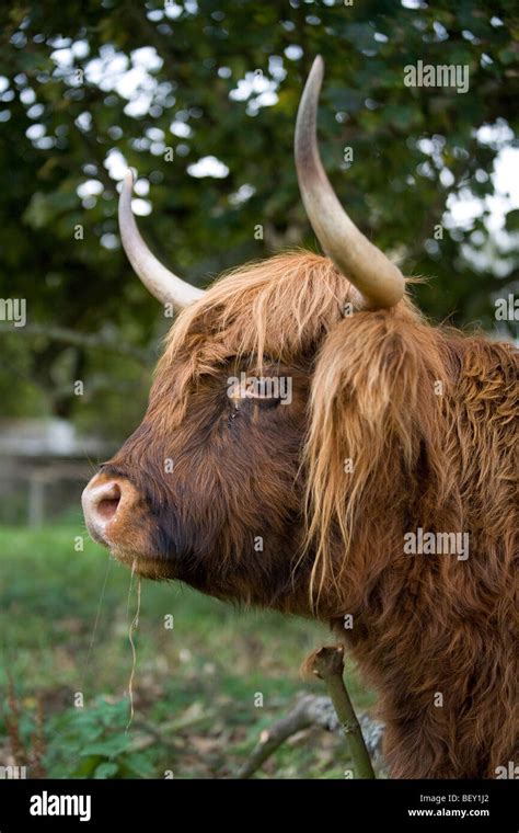 scottish highland cow with horns Stock Photo - Alamy