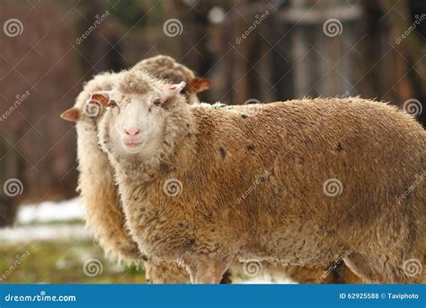 White sheep stock photo. Image of domesticated, winter - 62925588