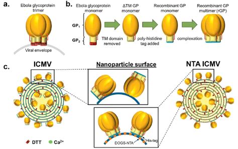 Lipid nanoparticles for delivery of Ebola virus glycoprotein. Ebola ...