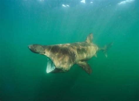 Watch: Giant Goliath Grouper gulps down Shark as Fishermen watch in ...