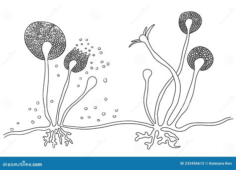 Structure Of Rhizopus Mold, Also Known As Bread Mold Royalty-Free Cartoon | CartoonDealer.com ...