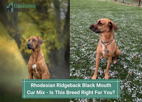 Rhodesian Ridgeback Black Mouth Cur Mix – Is This Breed Right For You? (2024)