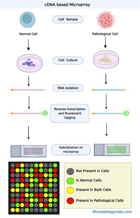 DNA Microarray Principle, Types And Steps Involved In CDNA Microarrays ...